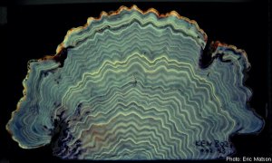 Core de um coral iluminado sob luz ultravioleta, mostrando os anéis de crescimento. Fonte: http://www.antarctica.gov.au/about-us/publications/australian-antarctic-magazine/2006-2010/issue-15-2008/ocean-acidification/coral-reef-history-books